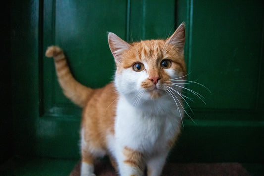 Recognizing and Treating Urinary Blockage in Male Cats